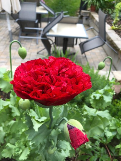 Frauenbergers Sommerterrasse im Mohn-Blütenmeer